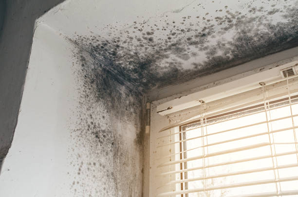 Affordable Attic Mold Remediation solutions in Thornton, CO
