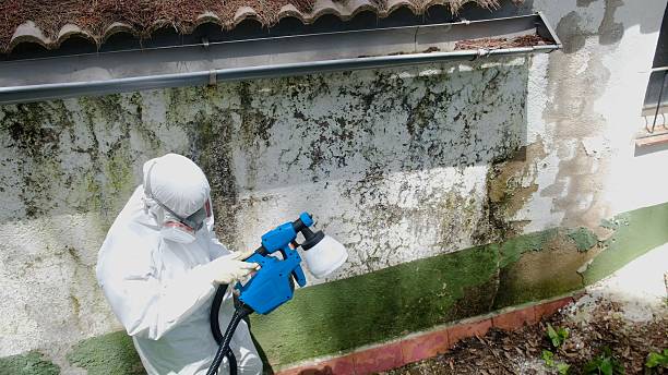 Top rated local Attic Mold Remediation specialists in Thornton, CO